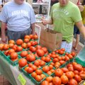 HOMEGROWN GOODNESS - Doug Stafford, left, chooses from a variety of tomatoes with assistance from Ma...