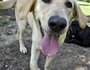 All About Labs in West Little Rock sends rescued dogs to new homes on the East Coast.