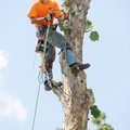 Arborist Matthew Murphy of NWA Tree Service in Fayetteville attaches ropes to the top of a sycamore ...