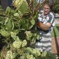 James Gustus, a Benton County Jail inmate, clears vegetation Tuesday from the front of the Benton Co...
