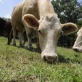 Beefalo graze at the Done Rovin’ Beefalo Farm near Lincoln. The animals come in all colors and have ...