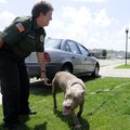 Animal control officer Jamie Hollingsworth pets a pit bull she and another animal control were doing...
