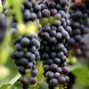 GREAT GRAPES! Altus Puts Foot In It
