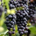 Both the Altus and Tontitown grape festivals celebrate the harvest. The events take place this weeke...