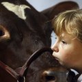 A 10-year-old 4-H participant shows her milking cow during the 2009 Benton County Fair.