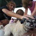 SUPERDOG GOT THE RESCUE - Rosie Martinez, from left, MacKinzie Martinez and Destiny Eberhard wash a ...