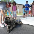 FOUR PAWS PARTICIPANT - Dooley, an English mastiff, waits to get a bath Saturday during a charity do...