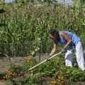 Suzanne Cooper uses a hoe in her plot Tuesday at the Springdale Community Garden. Cooper grows okra,...