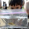 FREEING OF THE FISH Samuel Brooks, 7, gets a closeup look at a goldfish Friday before releasing it i...