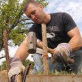 HEADLIGHT HEDGE - Kirk Jackman works Saturday on the bed for hedges with other volunteers from the C...