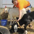 Sarah Meyers, 17, tends to her goats Shasta, in back, and Trip on recently at her home between Pea R...
