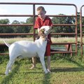 Ben Philpott, 8, works Wednesday on setting up his goat, Lilly, while preparing for the Benton Count...