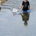 Christian Hulse, 7, wades through the currents of Little Sugar Creek in search of minnows to feed hi...