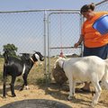 Sarah Meyers, 17, feeds her goats Shasta, left, and Trip on Thursday, Aug. 12, 2010, at her home nea...