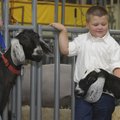 Levi Brandon, 5, of Bentonville waits to show his goat Wednesday at the Benton County Fair in Benton...
