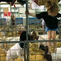 Josie Newsom, 7, of Gentry climbs Saturday out of the stall of Crackers, her 6-month-old market goat...