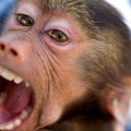 Alice, a 4-month-old olive/hamadrya baboon, mugs for the camera Saturday at the Wild Wilderness Driv...