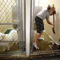 Jon Gaunt, an employee at Springdale Animal Shelter, cleans out one of the units Thursday at the cen...