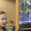 Hannah Garrett, 4, watches a yellow tang and a blue-girdled angel fish Tuesday at the aquarium in th...