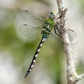 Photography of dragonflies by Bob Thomas is on display at White Lotus Salon & Massage in Fayettevill...
