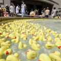 RAZORBASH SPLASH - Plastic ducks float Thursday in the fountain outside of the Arkansas Union. Stude...