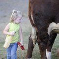 BRUSHING UP ON IT - Jill Emerson, 3, sizes up a polled hereford Friday while helping her mom, Jennif...