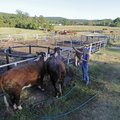 Jennifer Emerson washes a few Washington County Fair bound polled herefords on Friday at the Kinzer ...