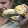 Cindy Huntsman displays Banana, an albino Burmese Python, at her Stump Hill Farm in Massillon, Ohio ...