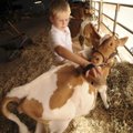 Clay Spinks, 10, of Prairie Grove grooms a dairy calf Tuesday moments before judging at the Washingt...