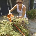 Shrubs get a trim from Kristen Smith at her home Tuesday in the Cambridge Park neighborhood in Roger...