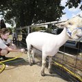 Autumn Gregg, 12, of Fayetteville grooms Big Girl in preparation for showing Tuesday at the sheep ba...