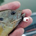 A white popper drew lots of strikes from sunfish at Beaver Lake near Rocky Branch park.