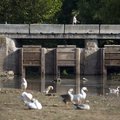A woman walks across the Lake Bella Vista dam early Thursday as the lake’s resident geese preen them...