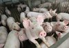 Pigs crowd the corner of their pens in a barn full of 3-4 month-old pigs Thursday morning on Tommy Metz's hog farm in Pope County near London, Ark. A declining pork market means farmers are taking loses on each pig sold.