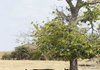 A herd of cows finds shade under a tree Tuesday on Old Wire Road in Bethel Heights.
