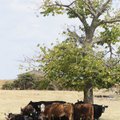 A herd of cows finds shade under a tree Tuesday on Old Wire Road in Bethel Heights.

