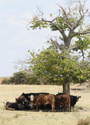 A herd of cows finds shade under a tree Tuesday on Old Wire Road in Bethel Heights.
