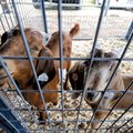 A pair of goats await judging Monday at the fair.
