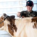 Wade Pierson of Dutch Mills washes his Ayrshire cow, Hannah on Monday. Pierson entered Hannah in the...