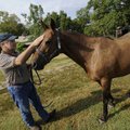 Dr. Brian Buell, host of Polo in the Ozarks, pets Maria, one of his polo ponies, at his farm on Sept...