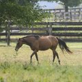 A polo horse walks in a field at Dr. Brian Buell’s farm near Goshen. The farm will be the site of th...