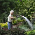 Lisa Netherland waters plants Monday at Wilson Park. Netherland, a horticulturist for Fayetteville P...