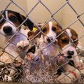 Twelve week-old beagle/basset hound mix puppies crowd an enclosure at the Fayetteville Animal Shelte...