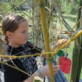 Lana Dranow, 9, of Fayetteville decorates the sukkah Sept. 19 at Temple Shalom in Fayetteville. Chil...