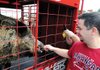 Darrell Lane gets a close look at Tusk III Saturday outside the Gardens tailgate area before the start of the Razorbacks football game against Alabama at Razorback Stadium in Fayetteville.