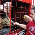 Darrell Lane gets a close look at Tusk III Saturday outside the Gardens tailgate area before the sta...