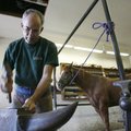 State Rep. Jim House, D-Fayetteville, hammers a replacement shoe to fit Emmylou, a registered quarte...