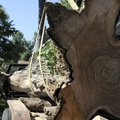 John Lopez with John’s Tree Service watches as a section of tree is loaded onto a trailer Wednesday ...