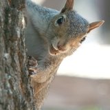 photo thumbnail
