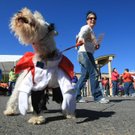dogcostumefocus04